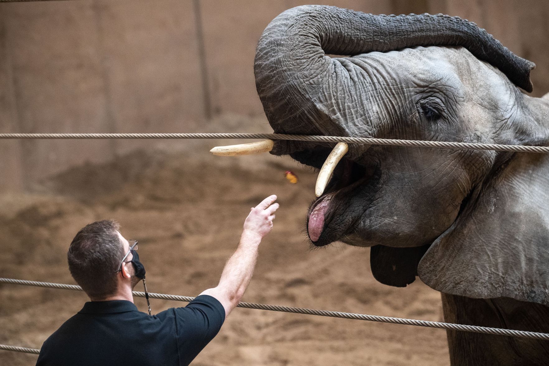031921-owh-new-elephants-pic-cm010